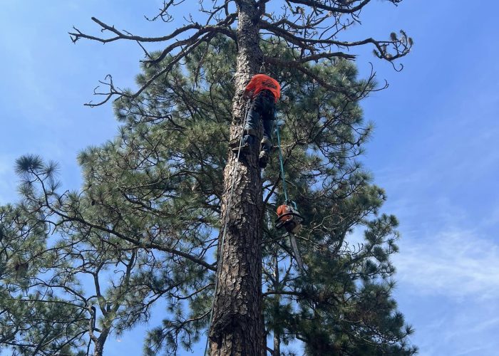 tree trimming in graniteville sc